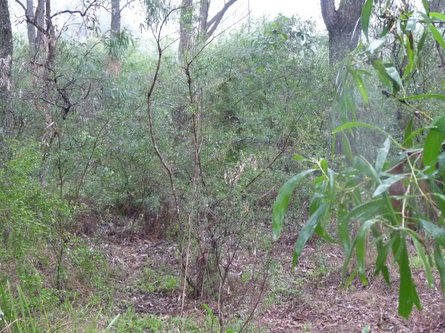 Endangered Woodland of Cumberland Plain, Western Sydney at Australian Botanic Garden, Mt Annan